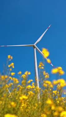 Türbin sarı çiçeklerin üzerine yükselir. Açık mavi gökyüzünün altında canlı sarı çiçeklerin üzerinde bir rüzgar türbini yükselir ve doğada yenilenebilir enerji sergiler..