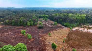 Kuru bölge, yemyeşil ormanların arasında bitki örtüsü yok. Doğa üzerinde yükselen ufukta görünen manzara.