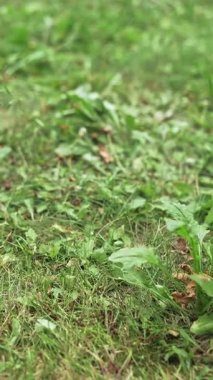 Yerdeki çim biçme makinesinin yavaş hareketi. Yazın bahçede yeşil çimen kesen kırmızı elektrikli makine. Dikey video