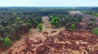 Hollanda orman patikalarını keşfetmek. Doğa meraklıları, güneşli bir günde Hollanda 'daki zengin yeşil ağaçlar ve canlı fundalıklarda bir yol boyunca yürürler..