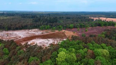 Hollanda manzaraları keşfediyorum. Bereketli yeşil ormanlar, Hollanda 'da gün ışığında sakin bir arazide kumlu temizliklerle tezat oluşturuyor..