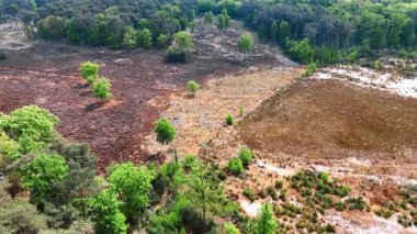 Hollanda 'nın çeşitli bitki örtüleri. Canlı bir manzara, baharda Hollanda 'da yeşillik ve kuru arazi parçalarını ortaya çıkarır..