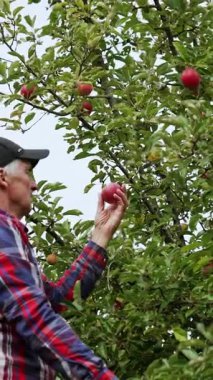 Ağacın yanındaki merdivende duran kendinden emin çiftçi. Adam bahçesinde elma hasadı topluyor. Dikey video