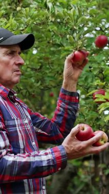 Kafkasyalı kıdemli bir adam ağaçtan kırmızı elma topluyor. Çiftçi birkaç meyve seçer ve onları kameraya gösterir. Dikey video