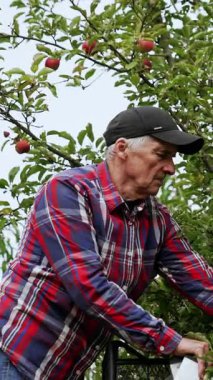 Polis, gömlek ve kot giyen beyaz, olgun bir adam merdivende duruyor. Çiftçi bir ağaçtan kırmızı elma toplar. Dikey video