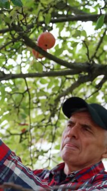 Yaşlı çiftçi büyük yeşil elmalarla dalların yanında duruyor. Bahçesinde meyve toplayan bir adam. Dikey video