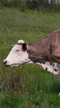 Yeşil ot yiyen güzel inek. Yavaş çekimde inekler ot yiyor. Dikey video