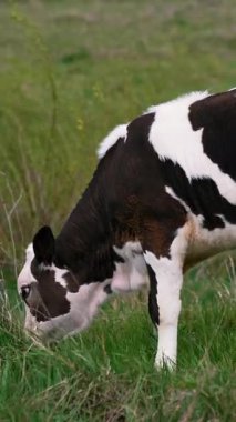 Genç inek tarlada otluyor. Tarlada yürüyen siyah beyaz inek. Dikey video