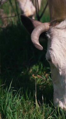 Tarlada otlayan ineklere yakın durun. Çekici inek kameraya bakıyor. Dikey video