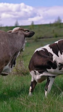 Tarlada otlayan çekici ineğin yakın görüntüsü. Sahada yürüyen inek sürüsü Dikey video