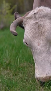 Tarlada otlayan ineğin yakın görüntüsü. Yeşil ot yiyen inek başı. Dikey video
