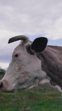 Tarlada yürüyen ve ot yiyen güzel bir inek. Otlayan ineğin yakın görüntüsü. Dikey video