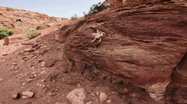 Kum taşının çıplak kayalarında yatan rahat benekli kedi. Petra, Güney Ürdün, Batı Asya 'daki Al Siq Kanyonu' nda dinlenen hayvan..
