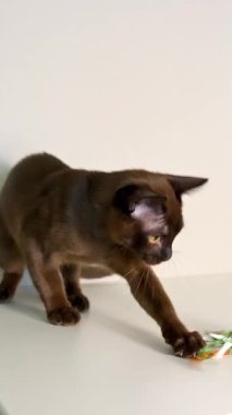 Çekici kedi renkli oyuncaklarla oynuyor. Oyuncak yakalamaya çalışan neşeli kara kedi. Dikey video