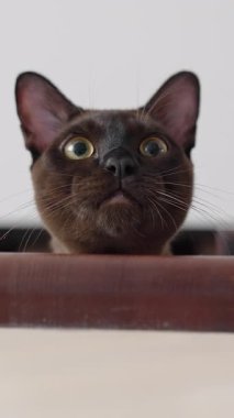 Güzel kedi yakından izliyor. Siyah, çekici kedicik, izle. Dikey video