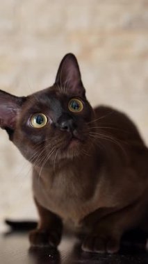 Şirin kedicik avlanmaya devam et ve izle. Yerde oturup oyuncak avlayan sevimli kara kedi. Dikey video