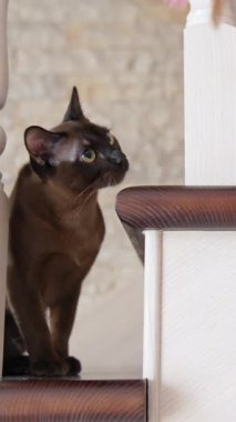 Genç siyah kedi oyuncakla oynuyor. Oyuncak avlayan neşeli siyah kedi. Dikey video