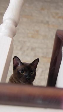 Oyuncak kovalayan sevimli bir kedi. Tuhaf oyuncaklarla oynayan komik kedicik. Dikey video