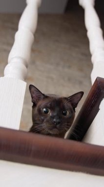 Oyuncak ile oynayan neşeli çekici kedi. Oyuncak arayan şirin küçük şey. Dikey video