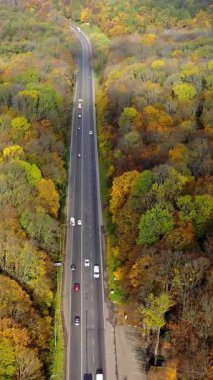 Renkli orman doğa manzaraları. Sarı Orman 'da yol. Dikey video