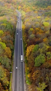 Sarı Orman 'da yol. Renkli orman doğa manzaraları. Dikey video