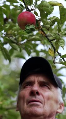 Bahçıvan taze meyve topluyor. Elma bahçıvanı yakışıklı adam. Dikey video