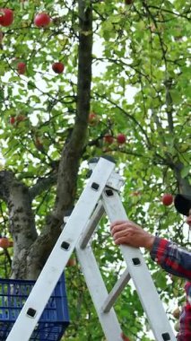 Organik meyve hasadı. Ağaç bahçesinde olgun kırmızı elma. Dikey video