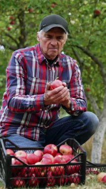 Kırmızı elma toplayan yakışıklı bir adam. Meyve bahçesinde olgun meyveler. Dikey video