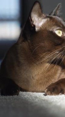 Kara kedi yerde yatıyordu. Güneşte sevimli, güzel bir kedicik. Dikey video