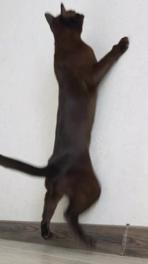 Güneş ışığıyla oynayan çekici kara kedi. Kapalı mekanda oynayan sevimli, oynak bir kedi. Dikey video