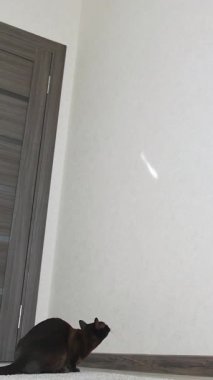 Işığı yakalamaya çalışan sevimli kara kedi. Duvarda zıplayan komik kedi. Dikey video