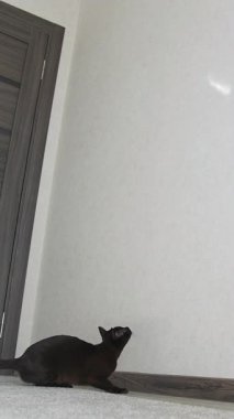 Komik Burmalı kedi zıplayıp oynuyor. Kahverengi burma kedisi. Dikey video