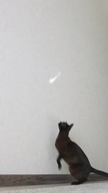 Duvarda zıplayan komik kedi. Işığı yakalamaya çalışan sevimli kara kedi. Dikey video