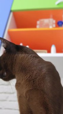 Kahverengi burma kedisi çikolata rengi ve sarı gözlü dikey video.