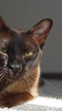 Kedi ağzı açık esniyor ve sivri dişleri gösteriyor. Kahverengi burma kedisi. Dikey video