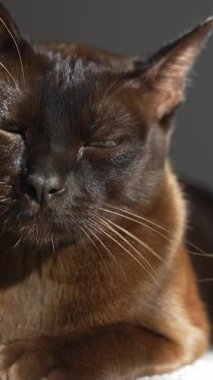 Birman kedisi. Kahverengi ev kedisi halıya uzanmış kameraya bakıyor ve gözlerini kısıyor. Keyifli ve tembel ruh hali. Dikey video