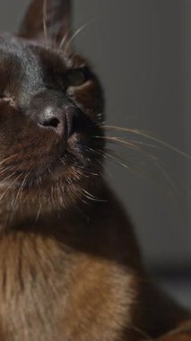 Tembel Birmanyalı Kediyi Kapat Yalan söylüyor ve dikey kameraya bakıyor