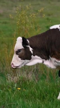 Sığırlar. Otlakta otlayan inek. Dikey video