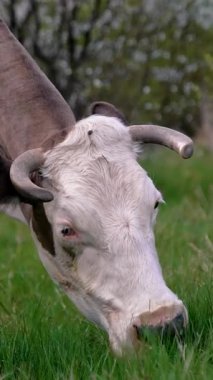 Çayırda otlayan inek. Yeşil bir alanda duran sığırlar dikey video