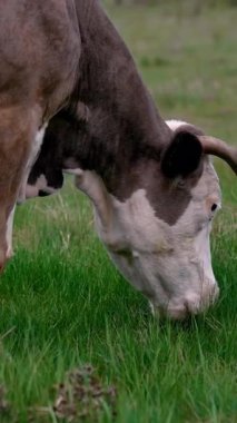 Çayırda otlayan inek. Yeşil bir alanda duran sığırlar dikey video