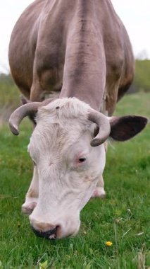 Çayırda otlayan inek. Yeşil bir alanda duran sığırlar dikey video
