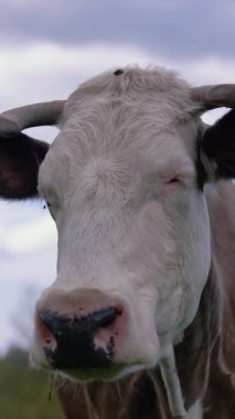 Sığırlar. Otlakta otlayan inek. Dikey video