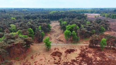 Şafak vakti yemyeşil orman patikasının manzarası. Sabahın erken saatlerinde berrak bir gökyüzünün altında, canlı ağaçların arasından süzülen huzurlu bir orman patikası görülüyor..