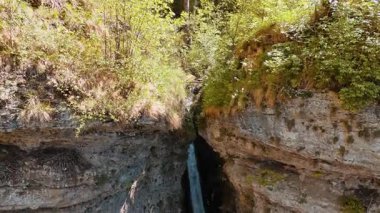 Kum taşları çeşitli yabani bitkilerle kaplandı. Kayaların arasında şelale akıyor. Kuş yuvasına taşların arasına gelir..