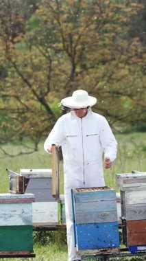 Arı ailelerinin arılar üzerindeki incelemesi. Arıcı arıları yuvanın analiziyle inceliyor.