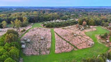 Ormanla çevrili büyük çayırlardaki kuru çimenler. Hollanda 'nın görkemli doğasının üzerinde insansız hava aracı uçuşu.