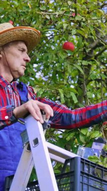 Tarım organik kırmızı elmalar hasat ediliyor. Ağaçtan elma toplayan çiftçi. Dikey video