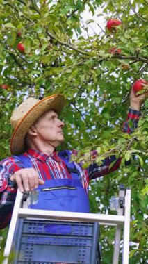 Elma çiftçisi ağaçtan taze meyve topluyor. Organik gıda çiftçisi taze ve olgun elma topluyor. Dikey video