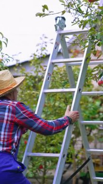 Elma çiftliğinde çalışan çiftçi. Elma ekme ağacı hasat ediyorum. Dikey video