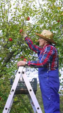 Organik tarım ağacı hasadı. Çiftçi ağaçtan kırmızı elmaları topluyor. Dikey video